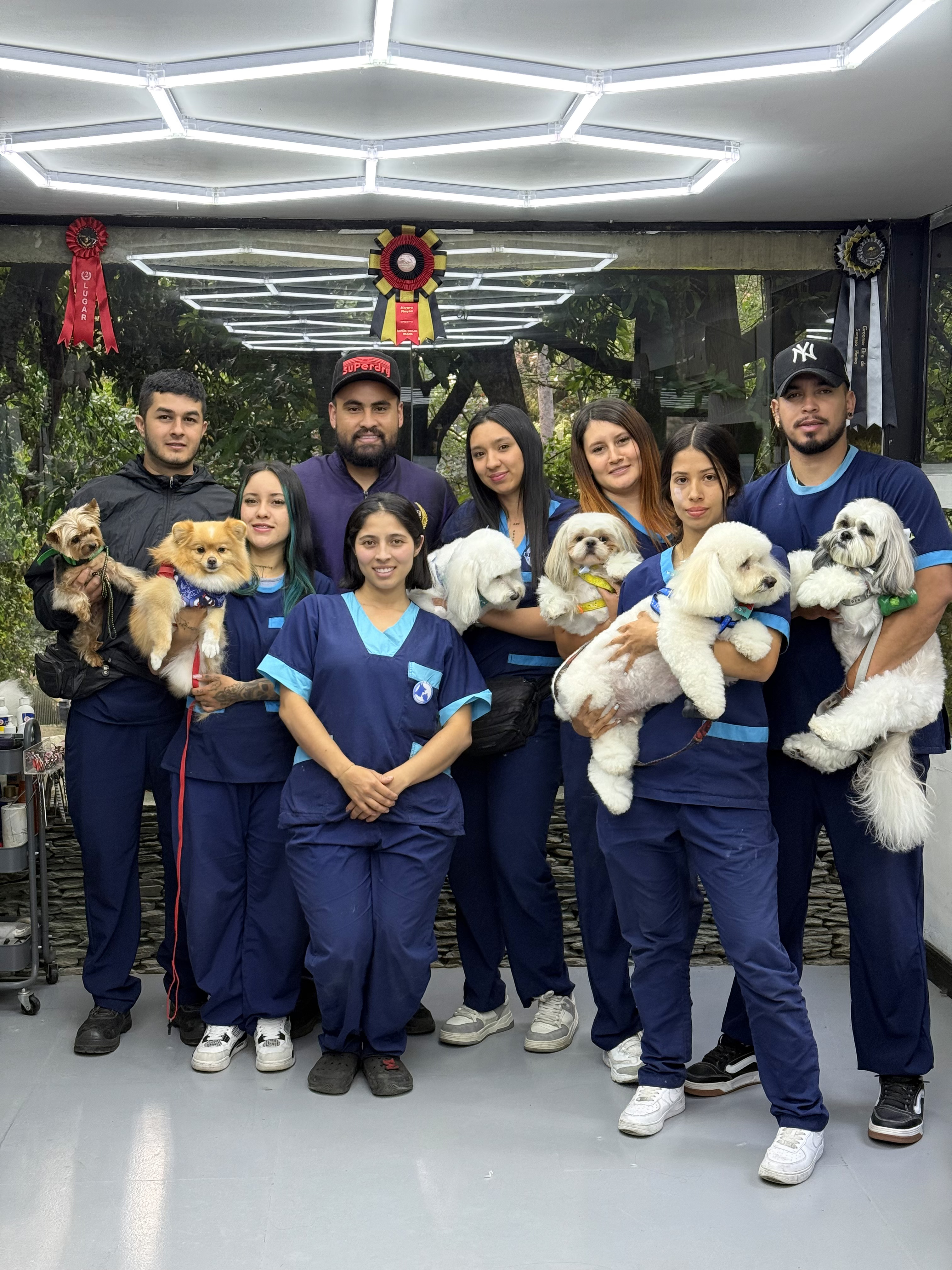 Groomer profesional en práctica - Poblado Dogs Academia